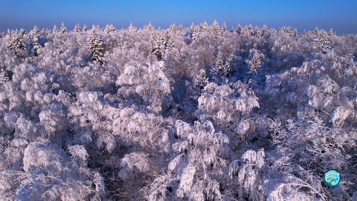 Очарование заснеженного леса