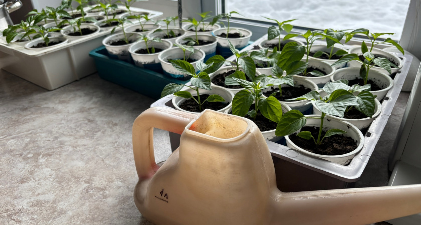    Фото progorod43.ru