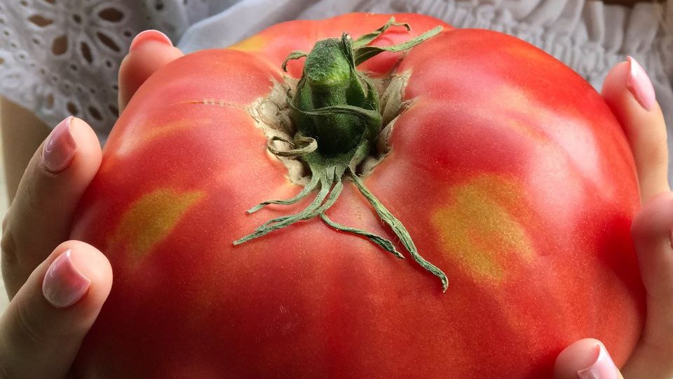 Вы уже составили список томатов, которые будете сажать в этом сезоне?