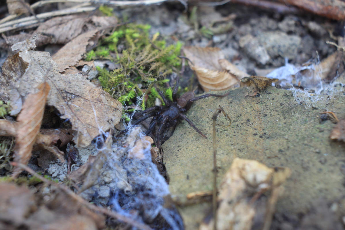  Паук из Геленджика 26.09.2012, Фото Эри