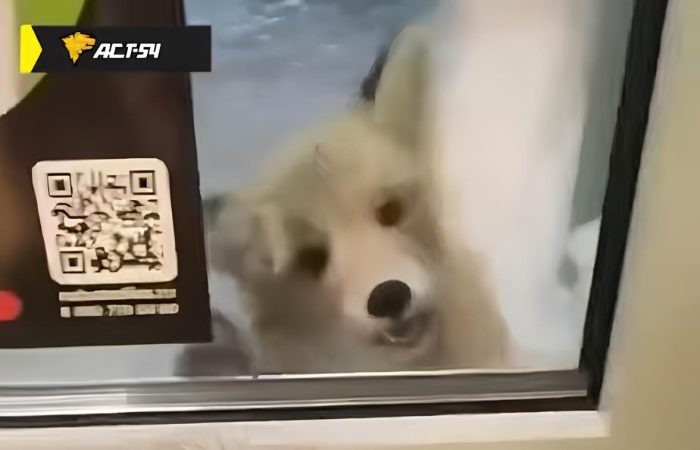 Лиса с признаками бешенства укусила человека в курортном пригороде Новосибирска