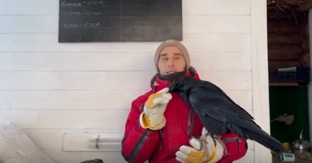    Фото: Жизнь ворона Гоши/VK Ульяна Бажанова