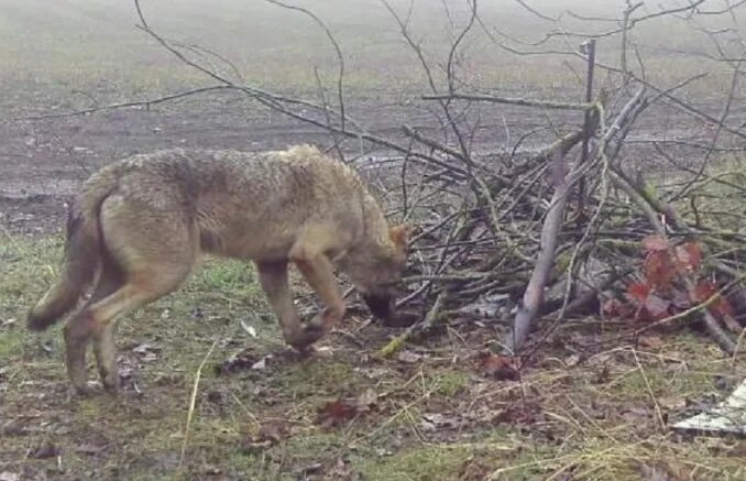 Сообщения о волчьей стае в заповеднике «Утриш» получили подтверждения