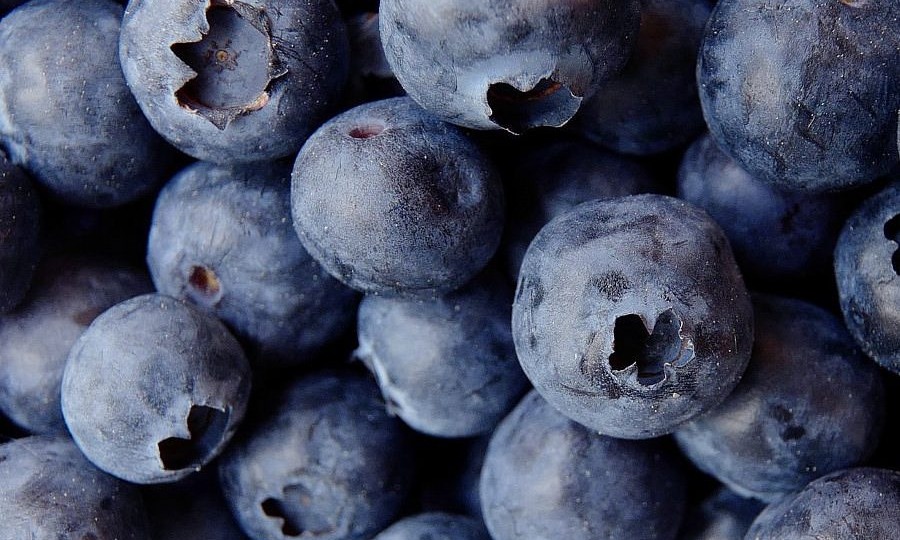 Дикая голубика: как мелкие ягоды поддерживают сосуды, микробиоту и мозг