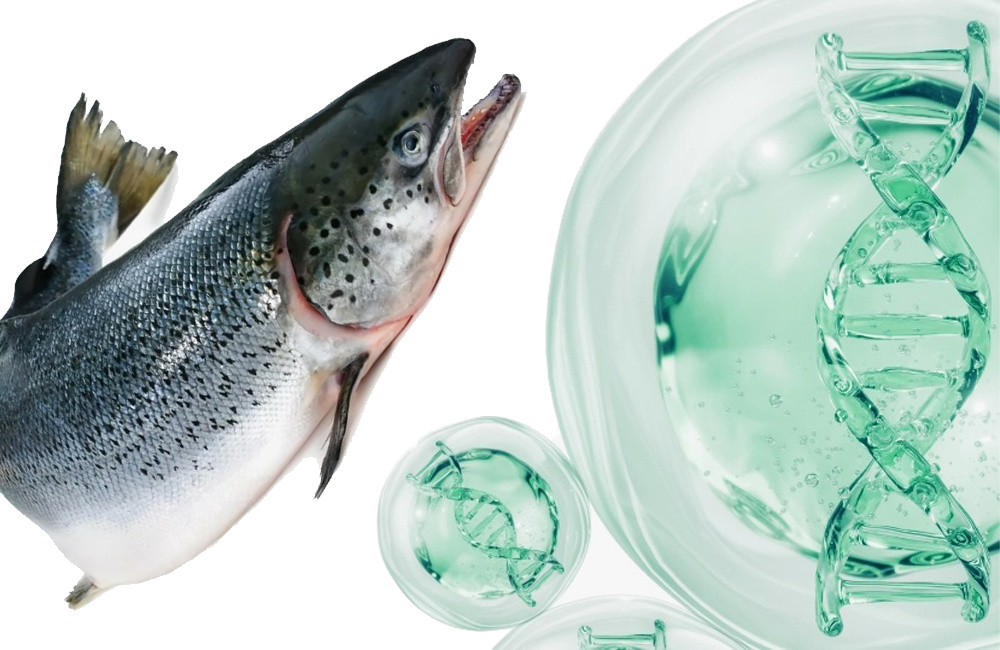 Лосось не только вкусная и полезная рыба, но ещё и способна творить красоту