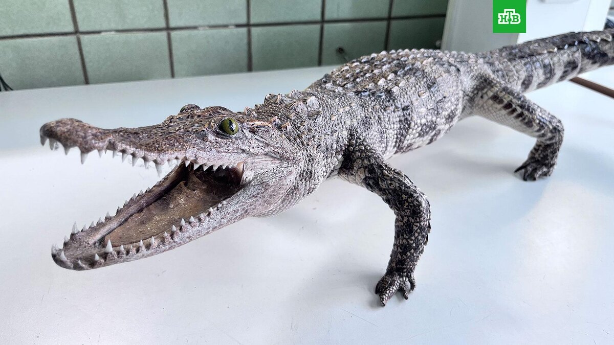    Фото: customs.gov.ru