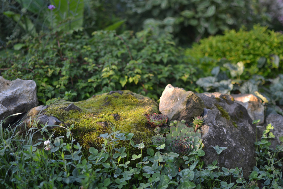 Лето в моем саду