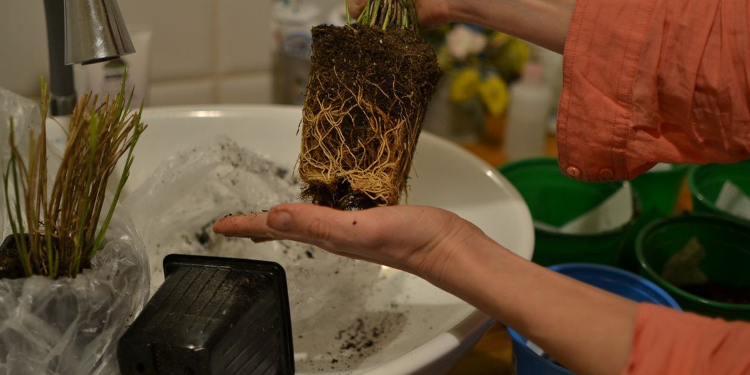 Какие растения я купила на ВБ и как с ними возилась