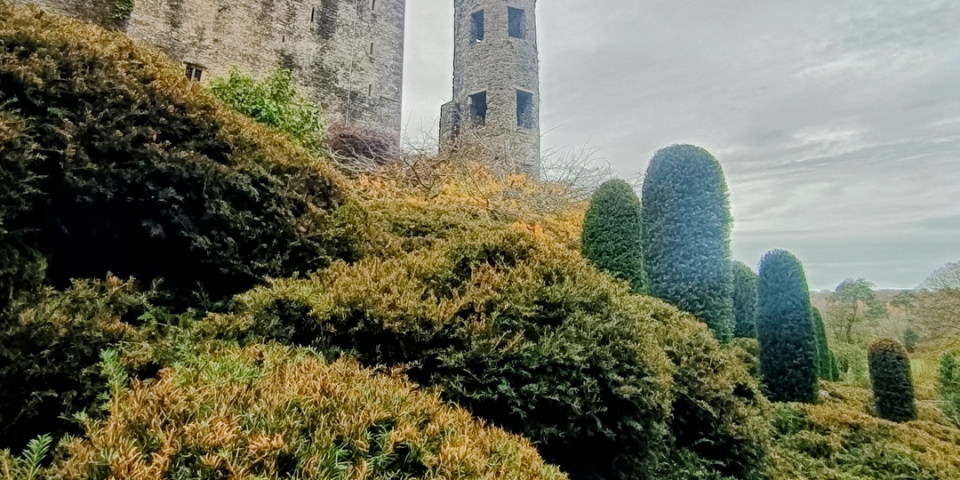 Плотоядный двор ядовитого сада Blarney