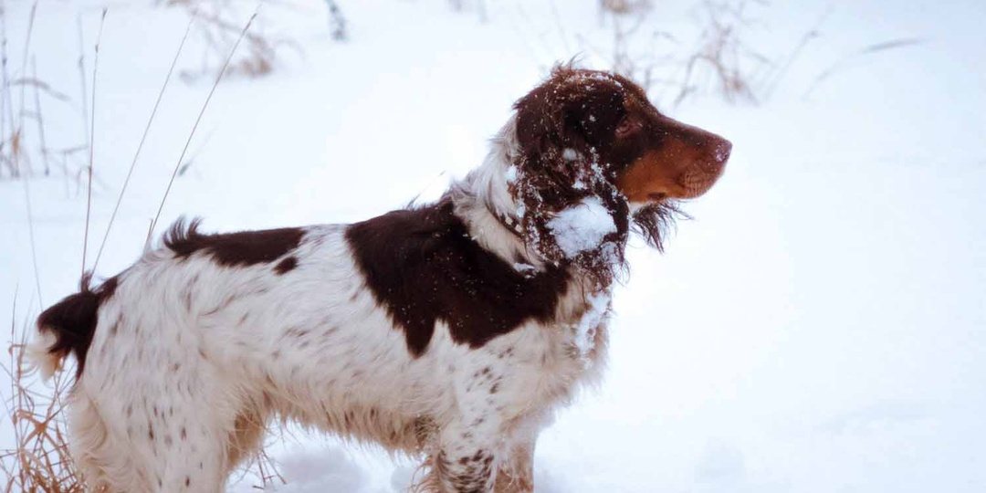 Зачем собака так долго нюхает на прогулке