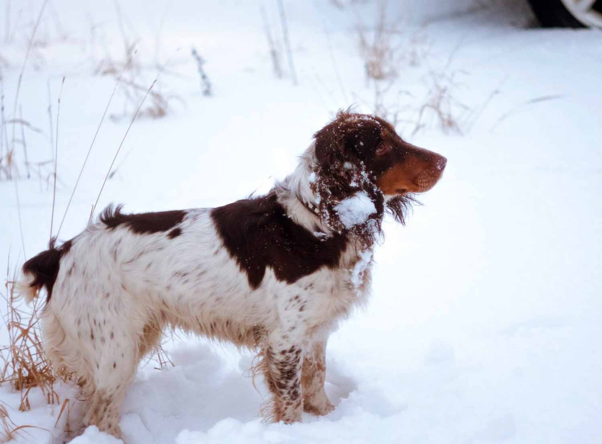 У собак охотничьих пород особенно острое обоняние 