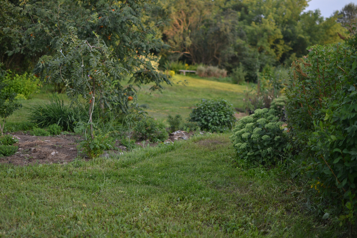 Слева под рябинами местечко, пару лет назад приготовленное без лопаты только укрытием картоном и травой. Тяжелая глина. Если присмотреться, еще видны кусочки картона, оставшиеся с прошлого года. В этом году добавляла уже только траву