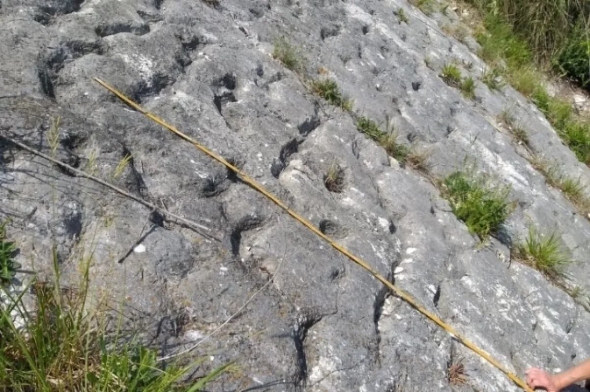    В Италии нашли следы черепах, бежавших 80 млн лет назад от апокалипсиса