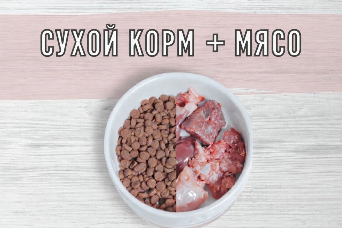 Смешанное кормление собак