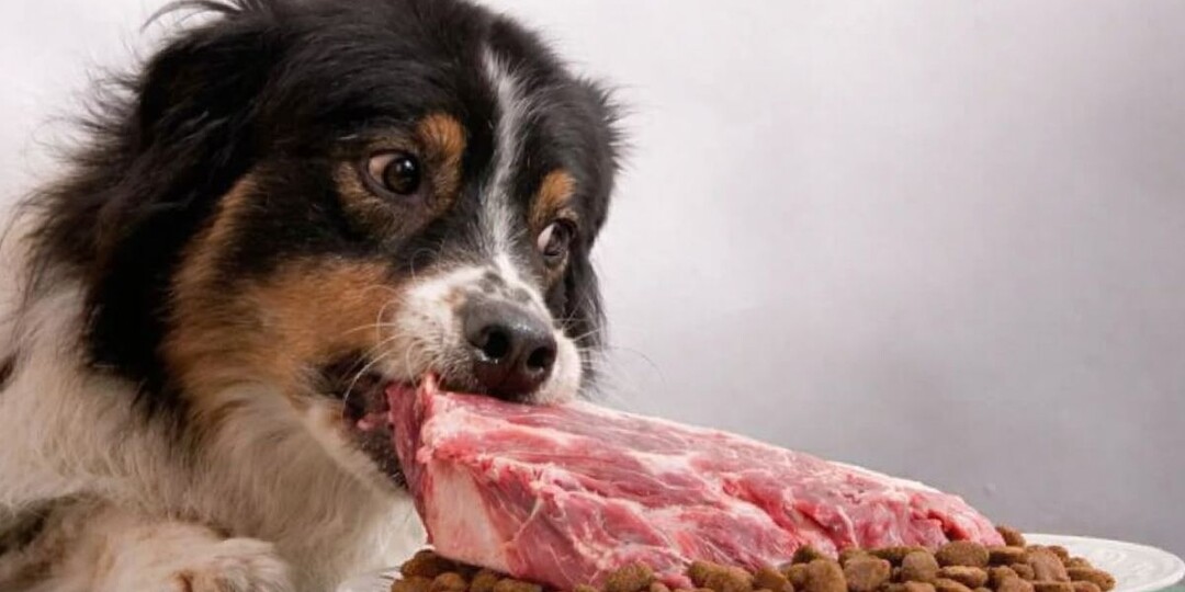 Смешанное кормление собак: что реально опасно, а что — страшилка