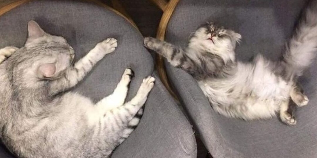 15 фото, которые доказывают, что круче, чем один кот, могут быть только несколько котов сразу