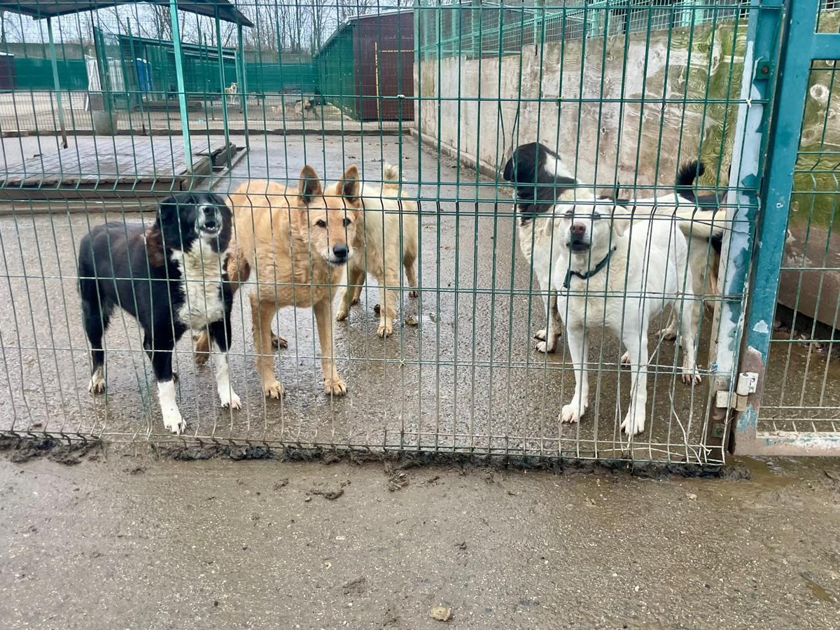 Машкинский приют