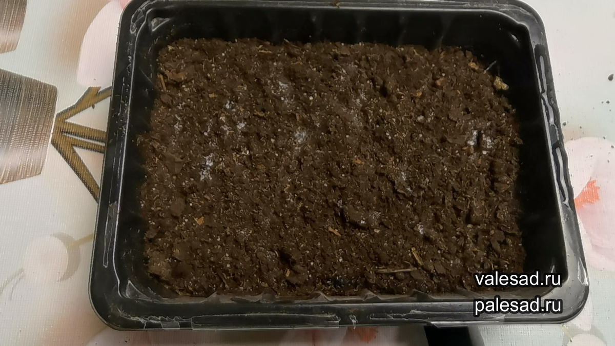 5 ошибок садоводов, из-за которых не всходят семена