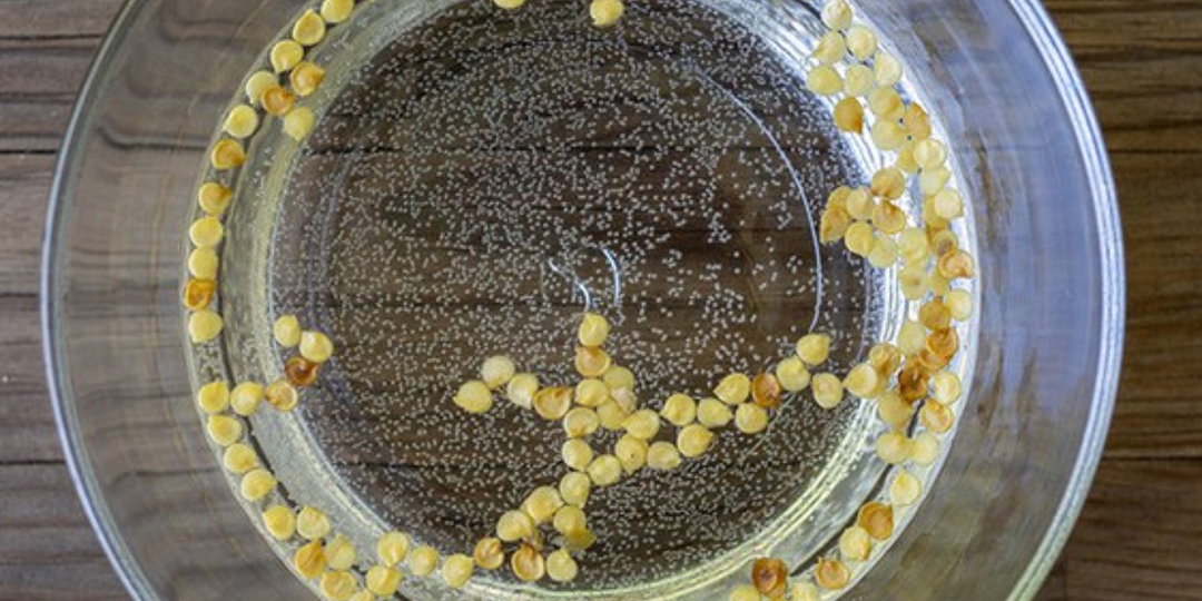 5 ошибок садоводов, из-за которых не всходят семена