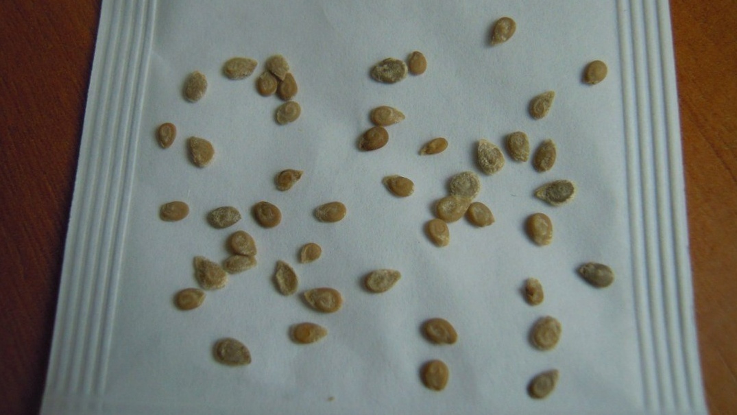 Семена томатов проводят 6 часов в морозилке перед посевом