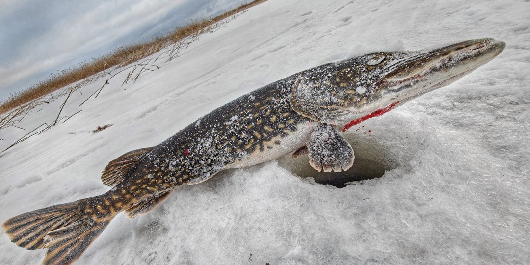 Щуки и Маркетплейсы
