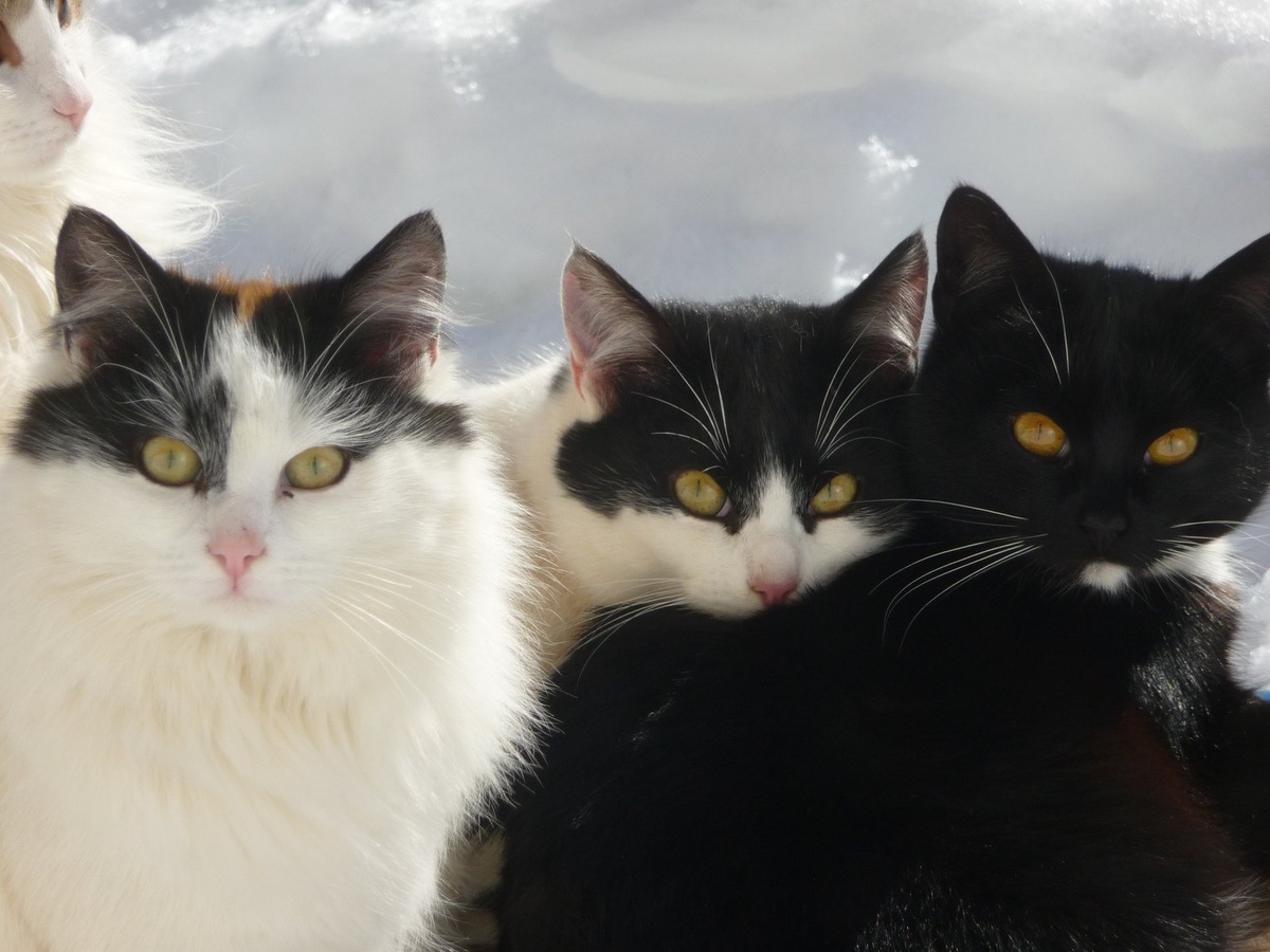    Короткий хвост-помпон — визитная карточка всех пород бобтейлов