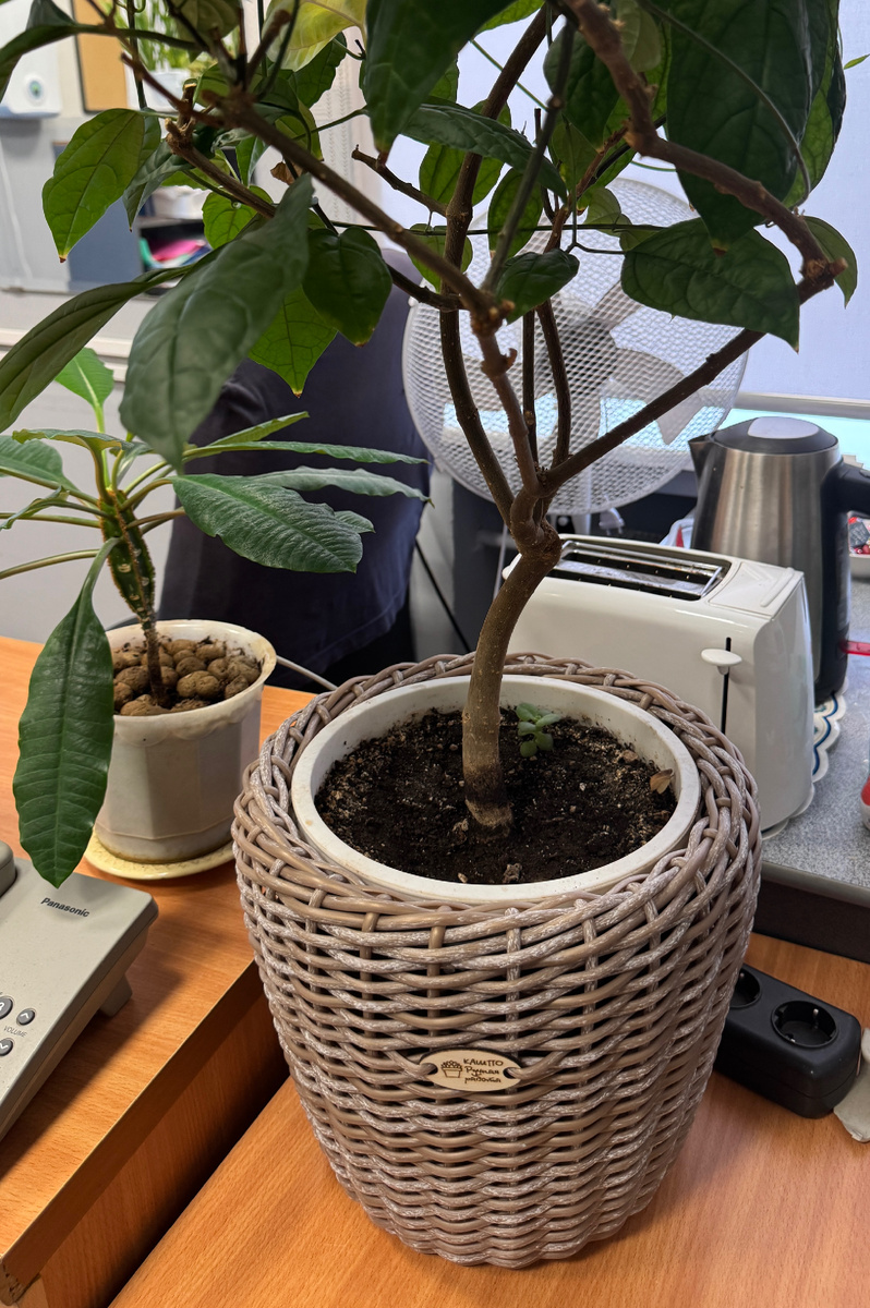 Моя работа: плетение кашпо 