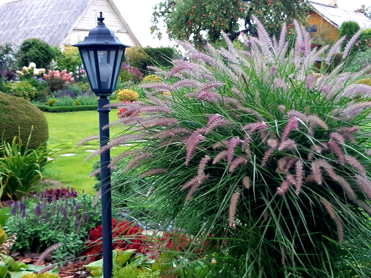 1. Пеннисетум лисохвостный Маудри