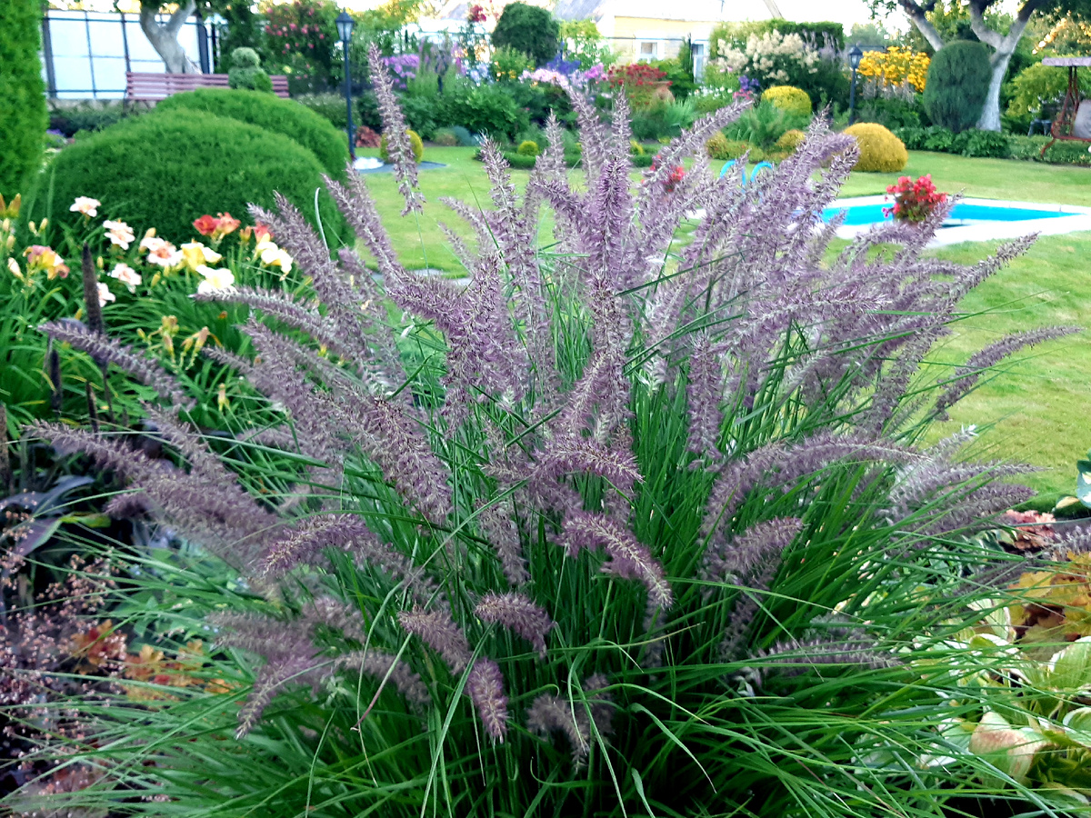 2. Пеннисетум лисохвостный Маудри