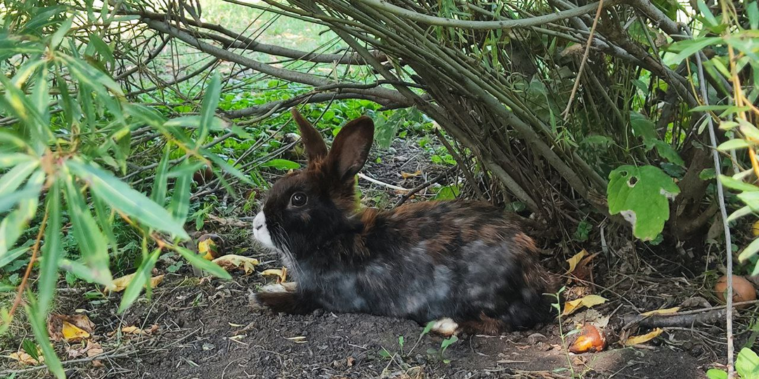 Сердце сироты. Глава 21.