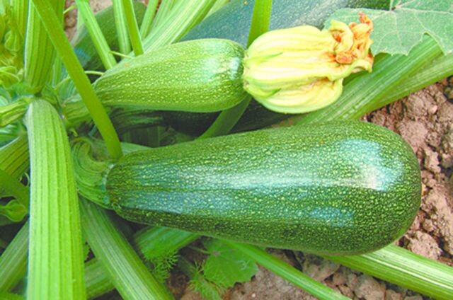 Белорусский секрет: выращивание кабачков без хлопот и лишней работы – весна уже близко