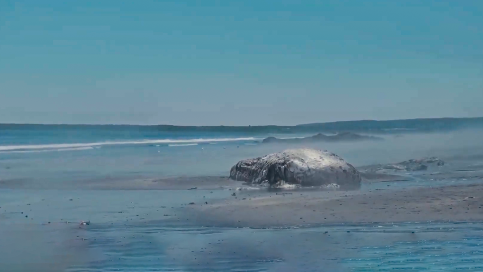 ФОТО: Кадр из программы "Загадки человечества", РЕН ТВ