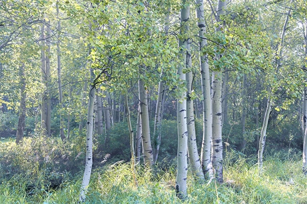    В России в четыре раза выросли продажи осиновых кольев