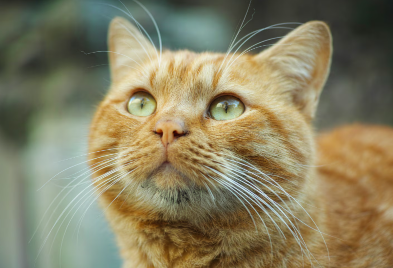 Фото: freepik.com/author/freestockcenter