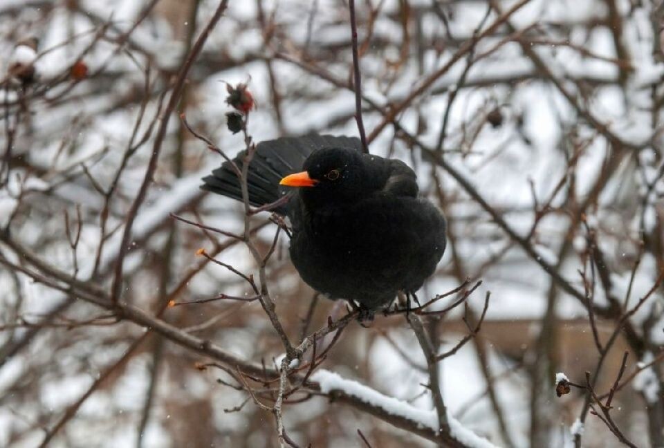    Самец черного дрозда в Алтайском заповеднике. Источник: Александр Лотов / Алтайский заповедник
