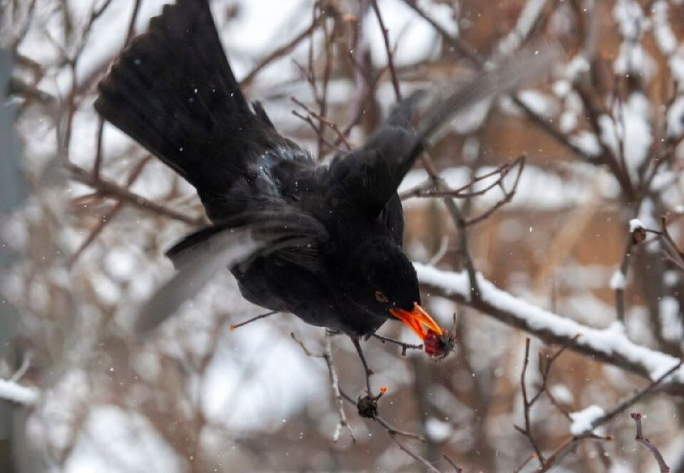    Самец черного дрозда в Алтайском заповеднике. Источник: Александр Лотов / Алтайский заповедник