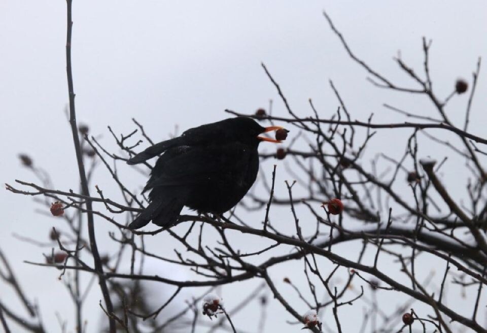    Самец черного дрозда в Алтайском заповеднике. Источник: Александр Лотов / Алтайский заповедник