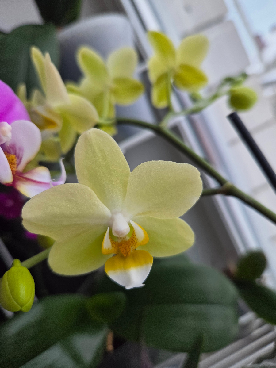 Моя первая орхидея. Все ещё со мной! Фото: Зеленая леди, сад, семья и томатный сок