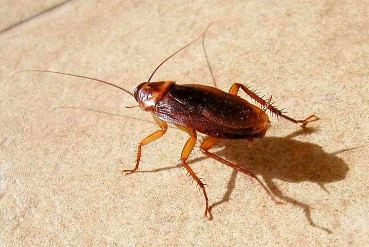 Запах, который выгоняет тараканов: как навсегда избавиться от насекомых в квартире