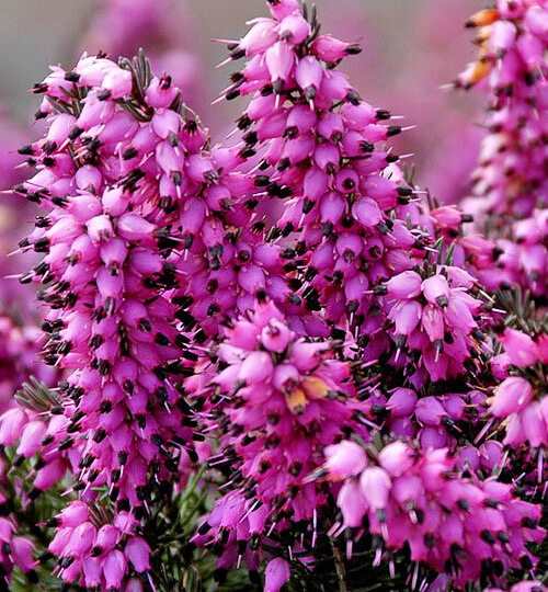 ЭРИКА ДАРЛЕНСКАЯ (Erica darleyensis)