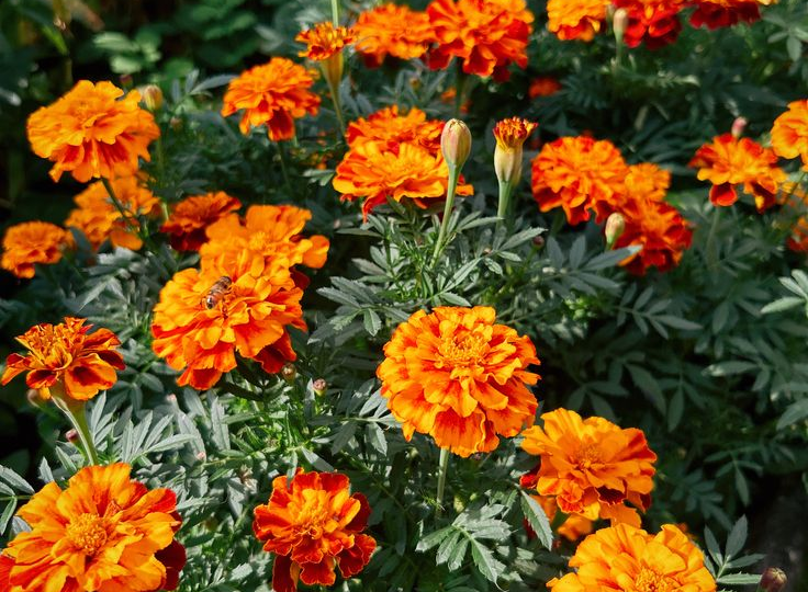 Не просто красота: цветы-труженики, без которых сад не живет