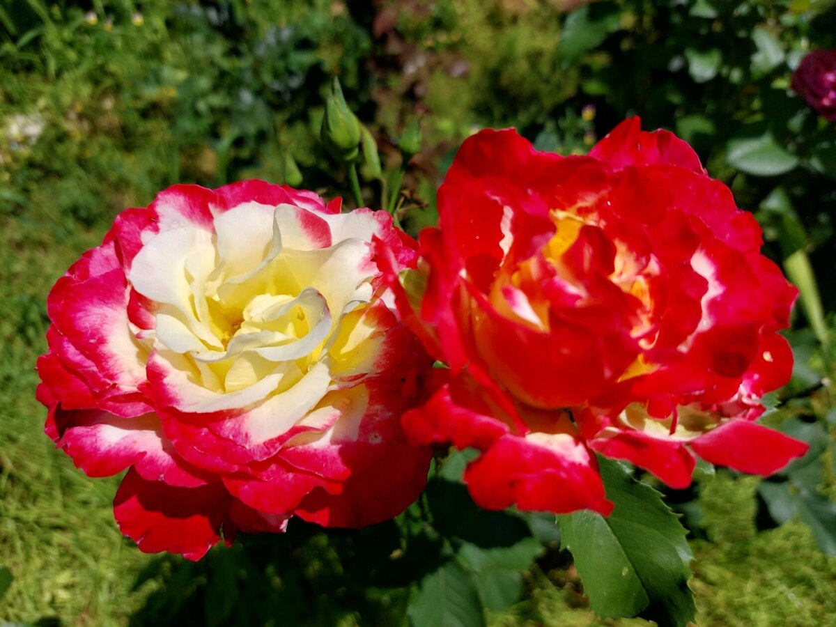 Вот такой она становится при отцветании.