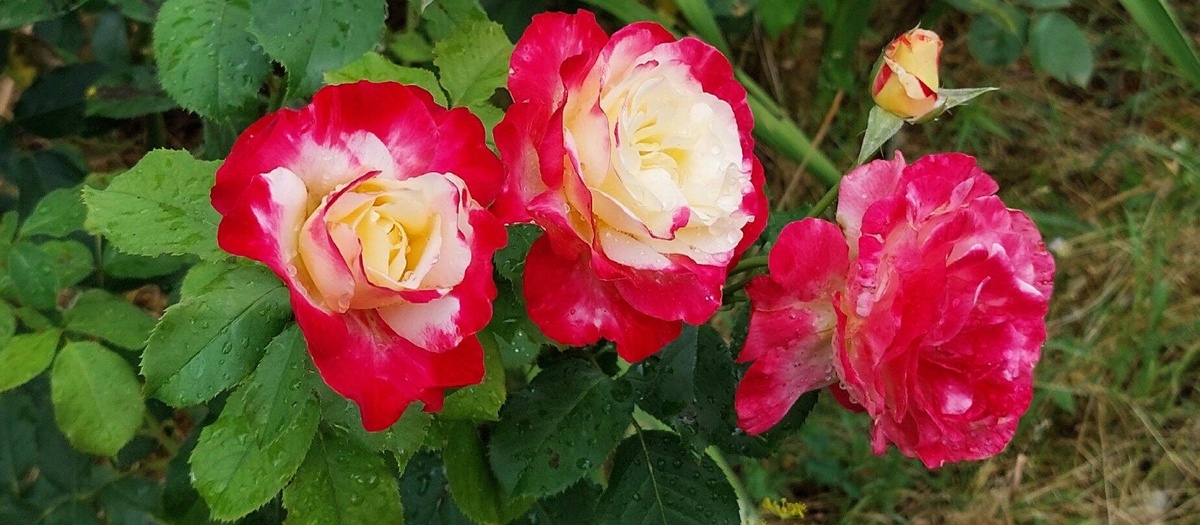 Роза Double Delight .