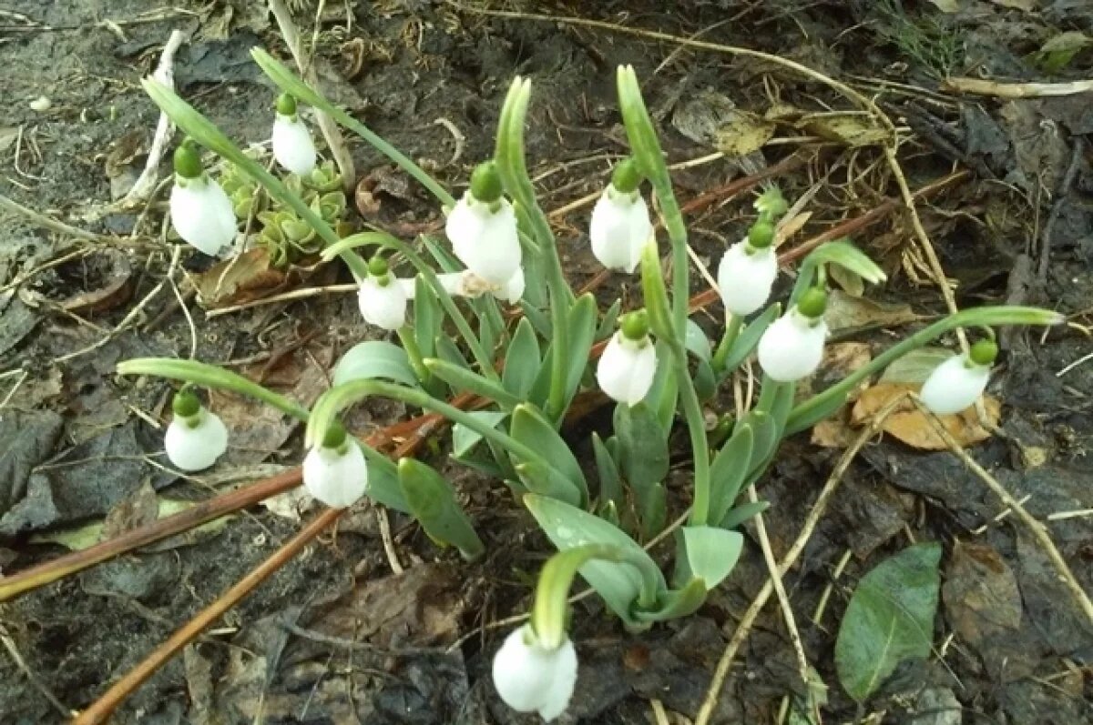    Крымским растениям может грозить гибель из-за резких перепадов температуры