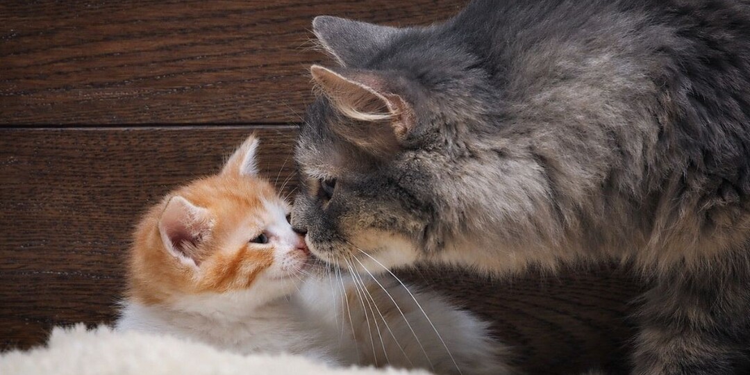 Понимает ли кошка, что это её котята — да, но не так, как вы думаете