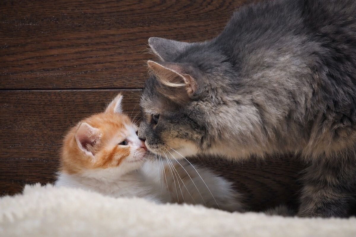 Понимает ли кошка, что это её котёнок 