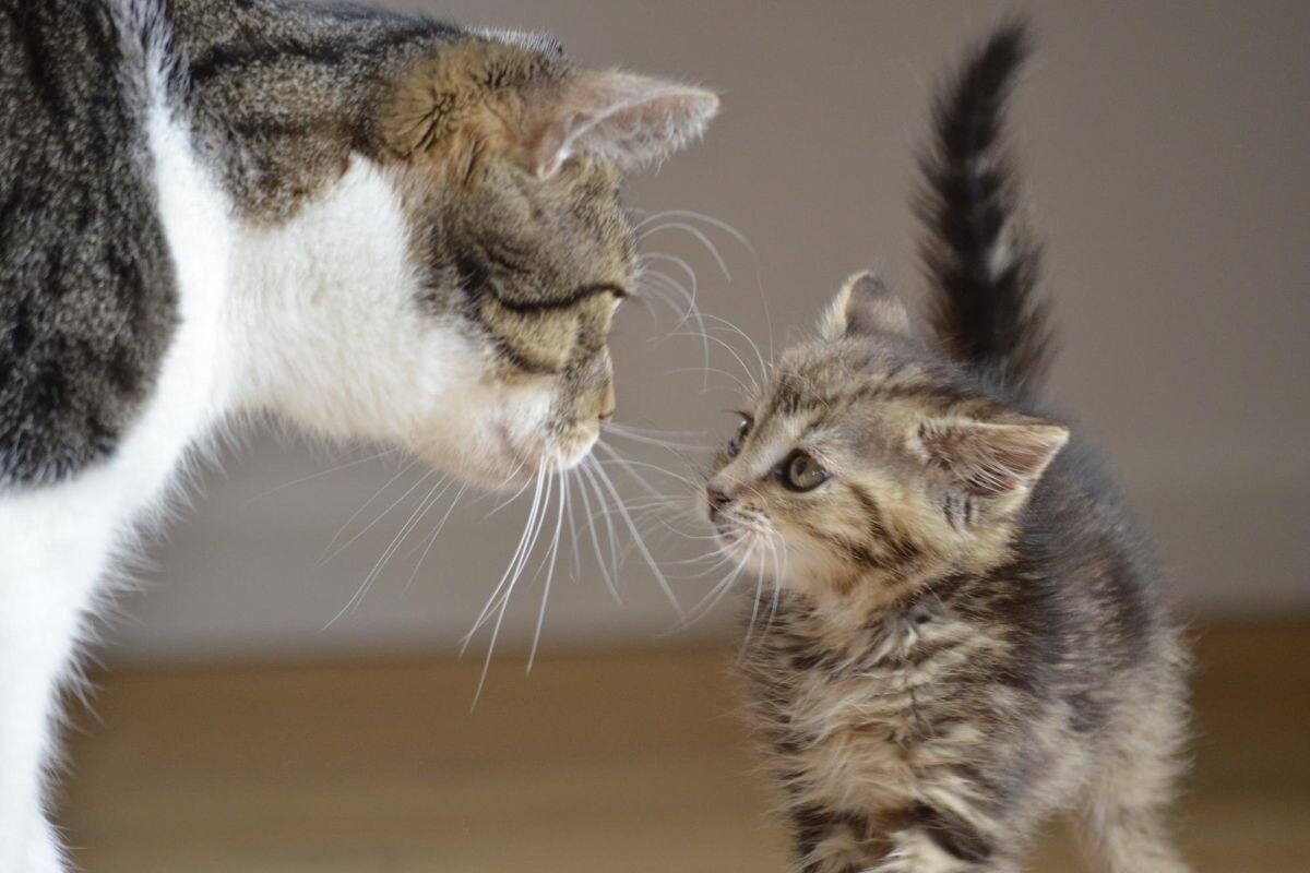 Кошка с котёнком 