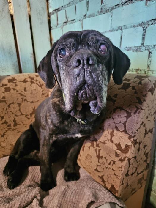 Двух измученных голодом собак изъяли у хозяйки в Печорах
Фото: псковский приют «Лесопилка»