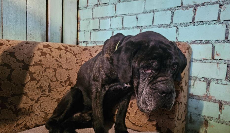 «Вытащили из ада»: двух измученных голодом собак изъяли у хозяйки в Печорах