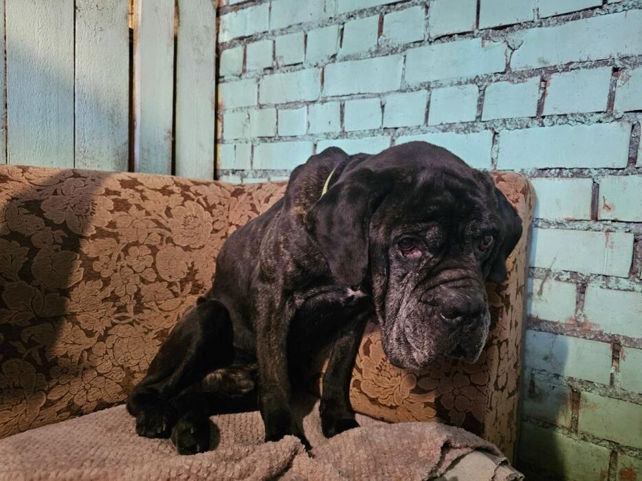 Двух измученных голодом собак изъяли у хозяйки в Печорах
Фото: псковский приют «Лесопилка»